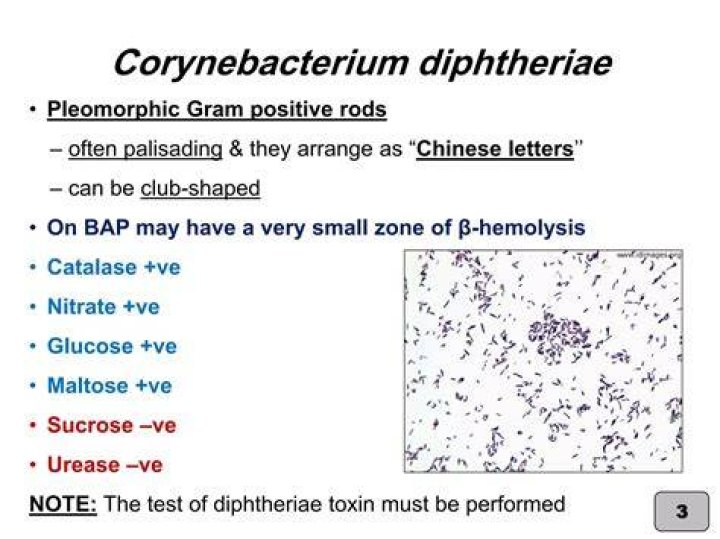 Are all corynebacterium catalase positive?
