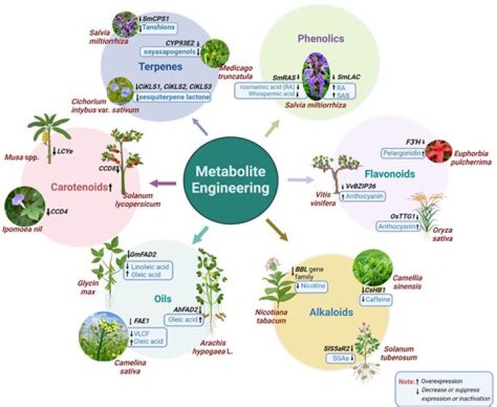 Are antibiotics primary or secondary metabolites?