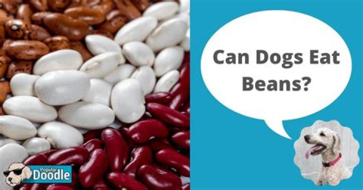 Are beans good for dogs?