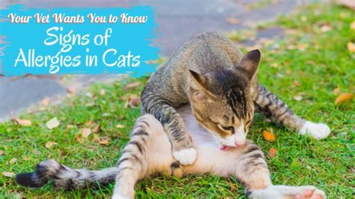 Are cats allergic to dermatitis?