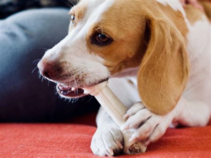 Are chokers bad for dogs?