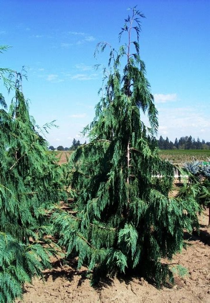 Are cypress trees deer resistant?