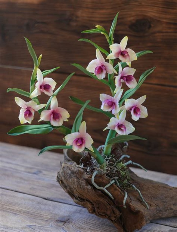 Are dendrobium orchids toxic to cats?
