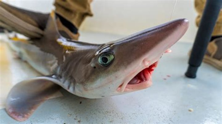 Are dogfish good eating?