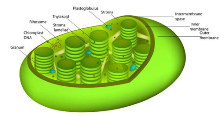 Are grana and stroma?