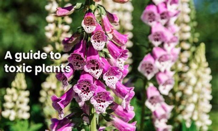 Are laurel bushes poisonous to humans?