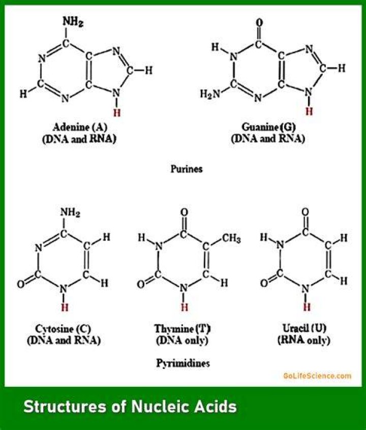 Are nucleosides found in dna?
