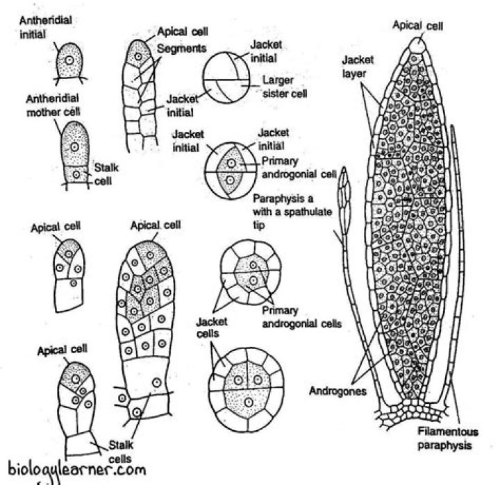 Are phycomycetes unicellular or multicellular?