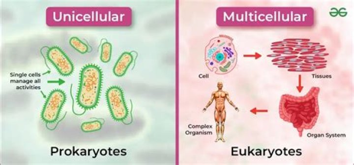 Are protists unicellular or multicellular?