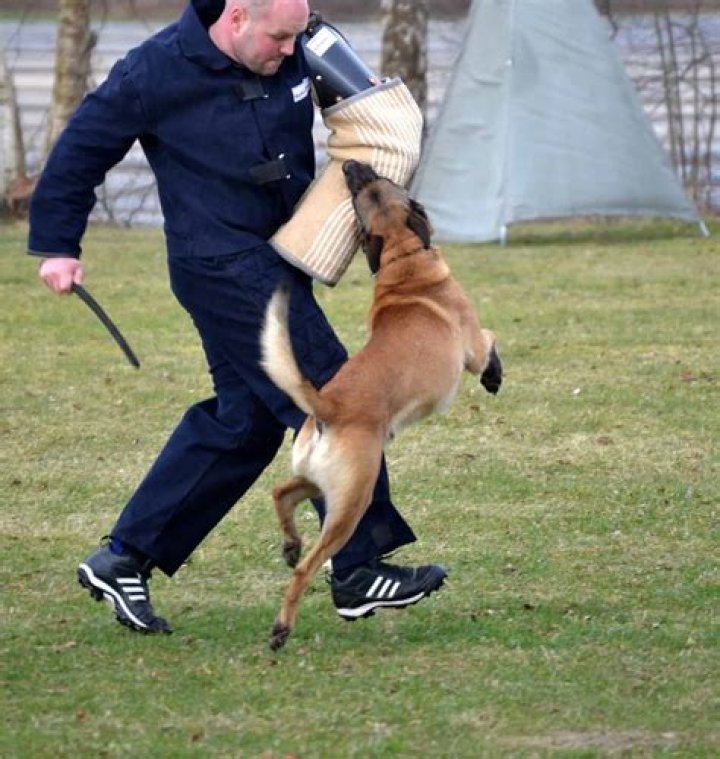 Are schutzhund dogs dangerous?