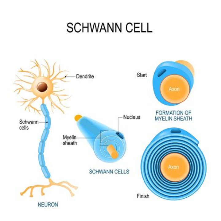 Are schwann cells in the brain?