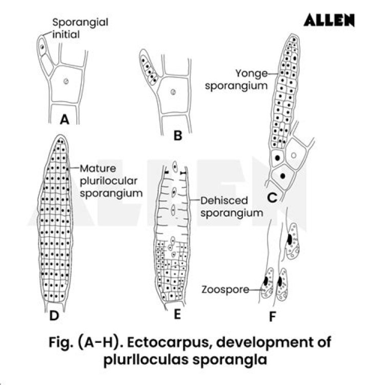 Are sporangia present in the branches of ectocarpus?