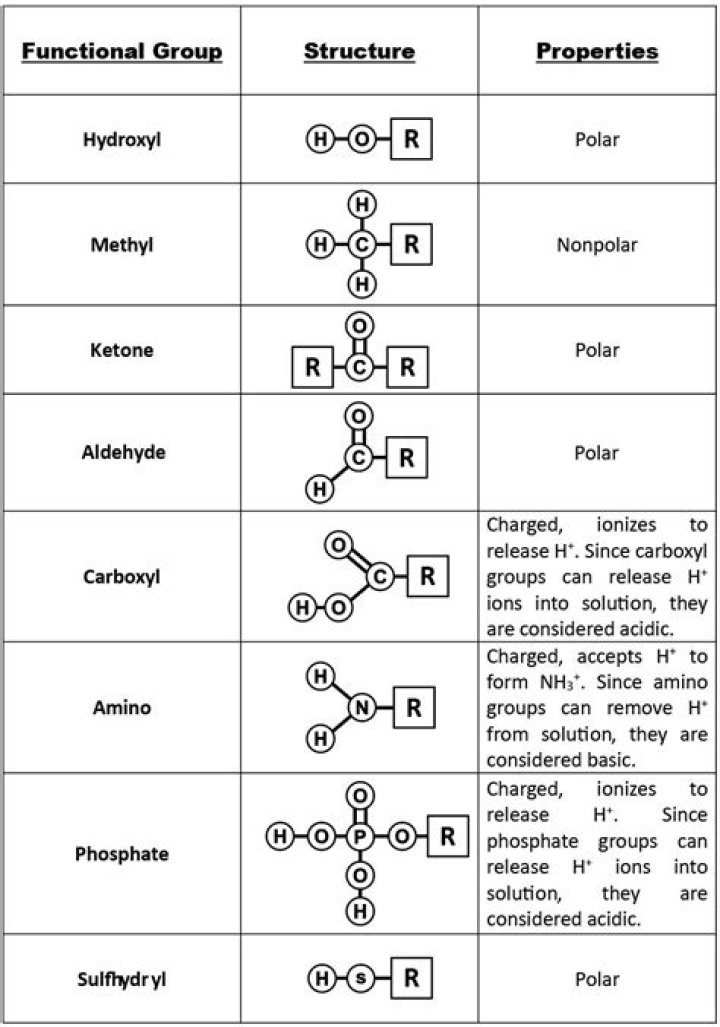 Are sulfhydryl groups nonpolar?