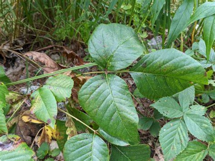 Are there pricks on poison ivy?