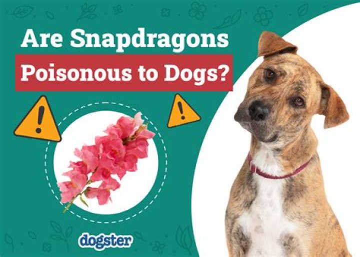 Are trilliums poisonous to dogs?