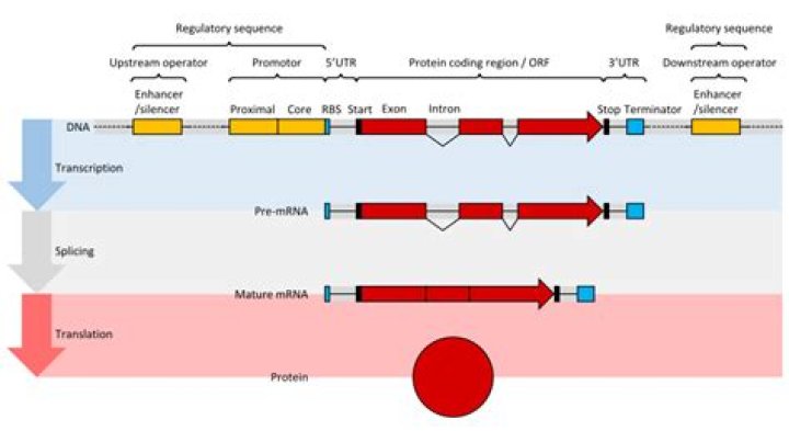 Are utrs part of exons?