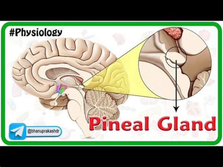 At what age does the pineal gland calcify?