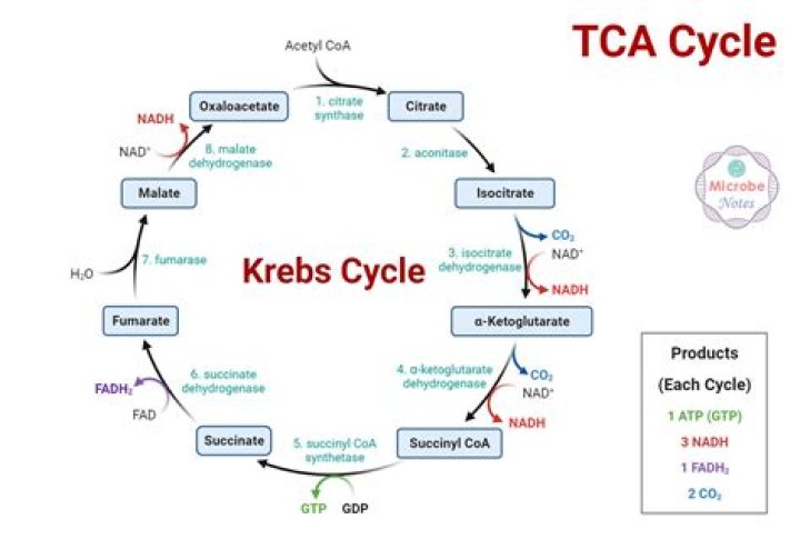 By products of tca cycle?