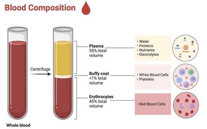 By volume percentage of blood corpuscles in blood is?