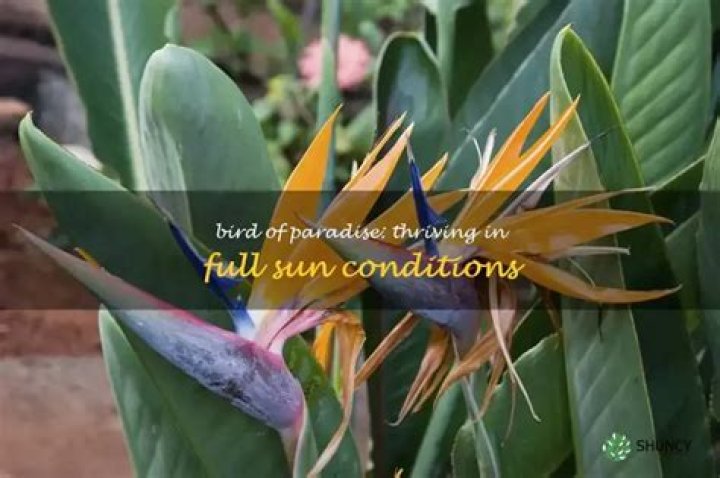 Can bird of paradise take full sun?