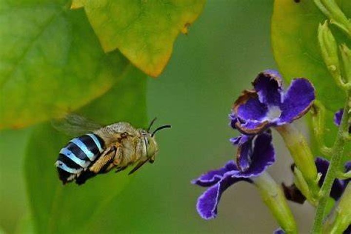 Can blue banded bees sting?