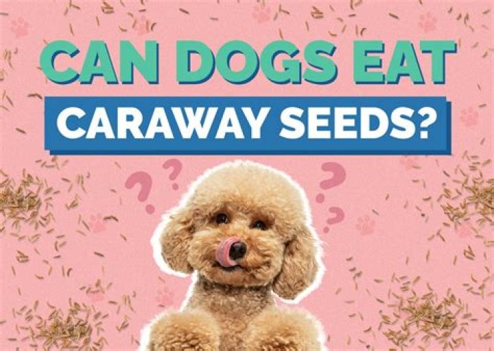 Can dogs eat caraway seeds?