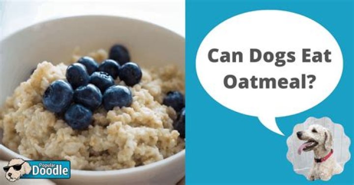 Can dogs eat oats?