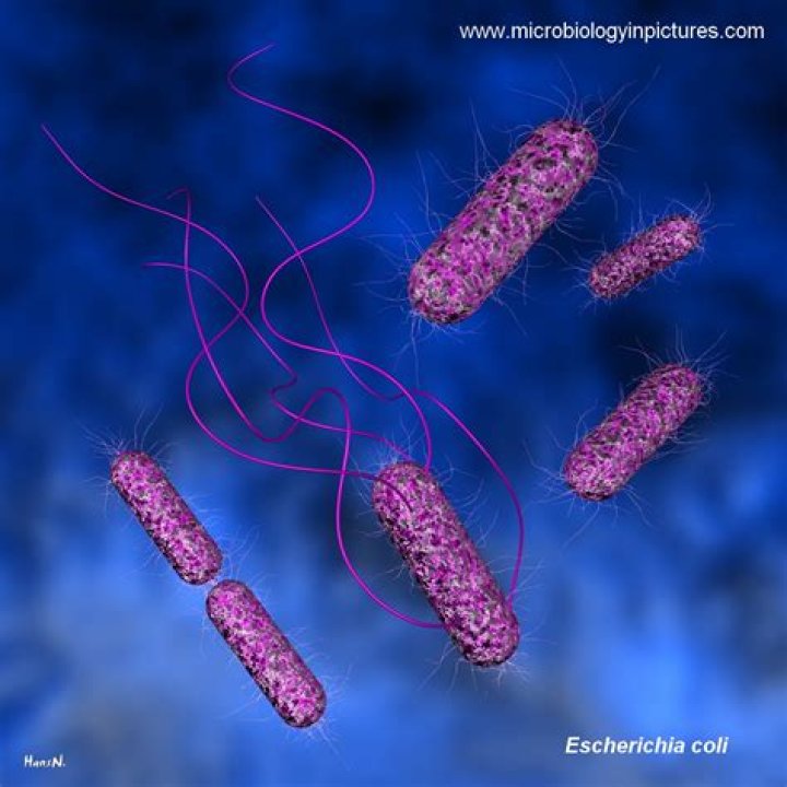 Can escherichia coli be cured?