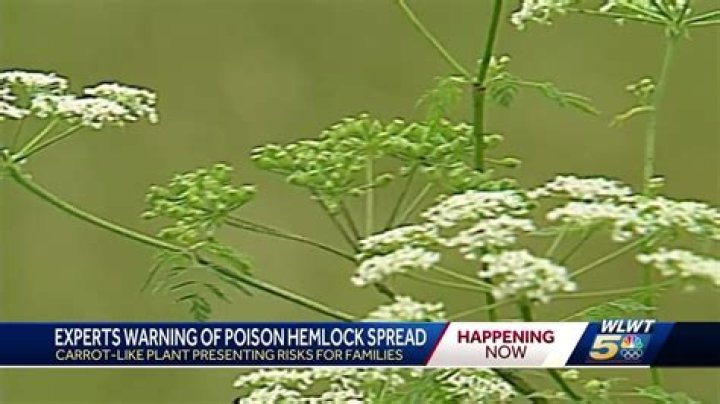 Can hemlock kill you?