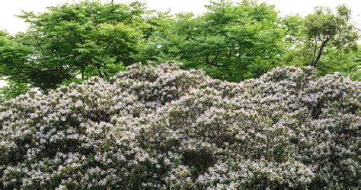 Can i cut indian hawthorn to the ground?