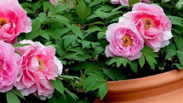 Can itoh peonies be planted in pots?