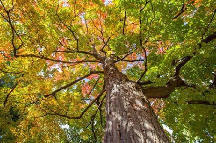 Can maple tree grow in tropical climate?
