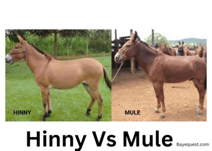 Can mules and hinnies reproduce?