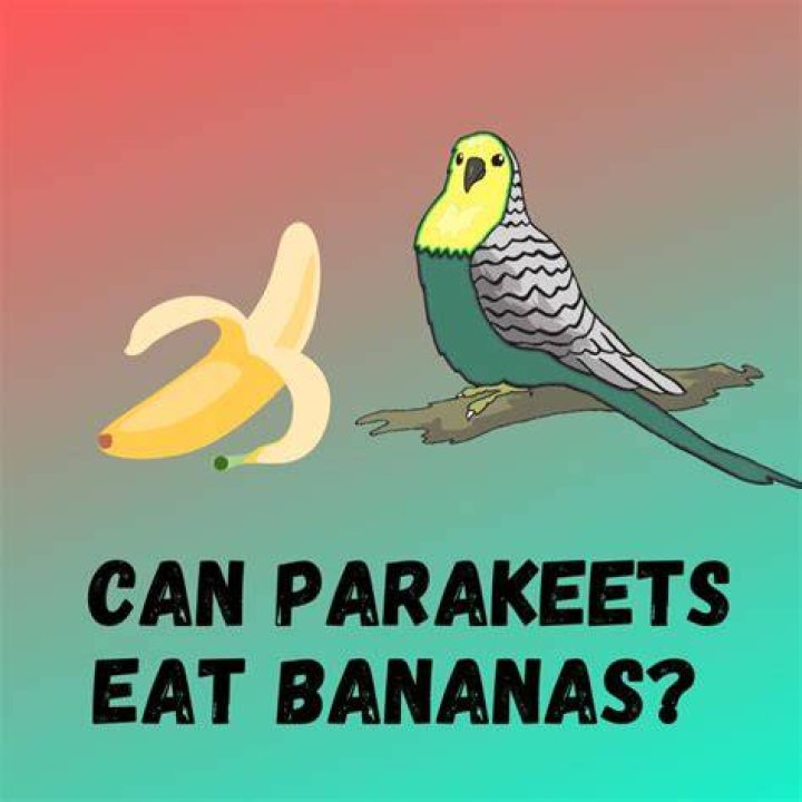 Can parakeets eat bananas?