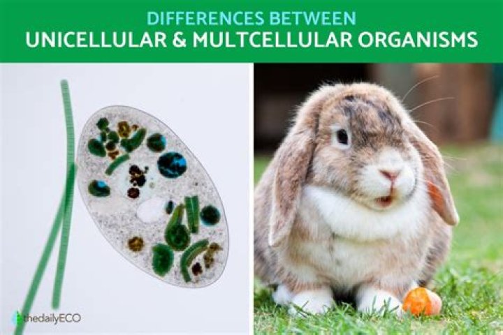 Can unicellular organisms grow very large?