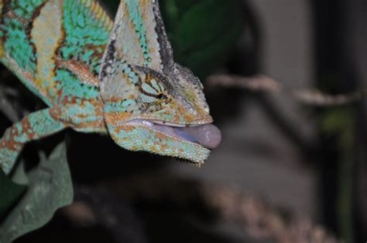 Can veiled chameleons eat houseflies?