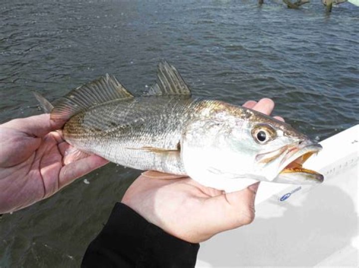 Can we eat weakfish?