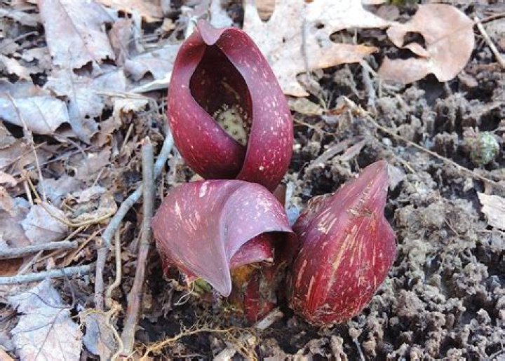 Can you eat skunk cabbage?