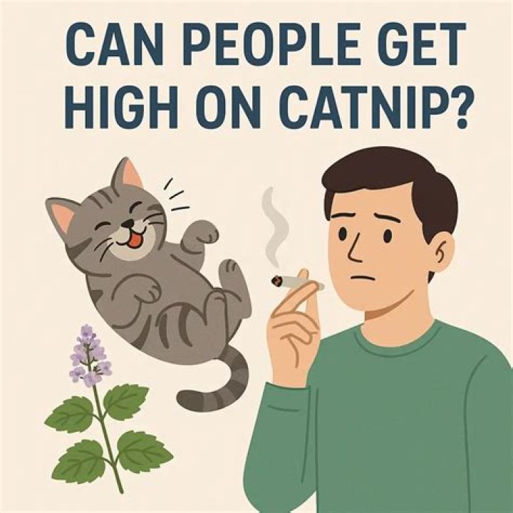 Can you get high on hordenine?