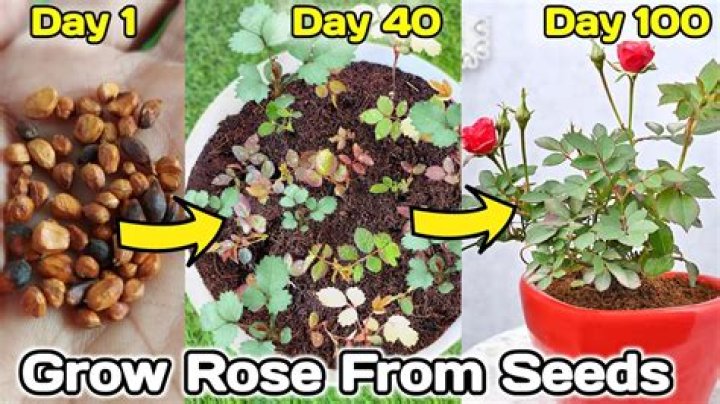 Can you grow hoyas from seed?