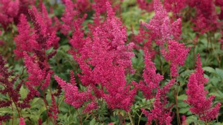 Can you plant astilbe in the fall?