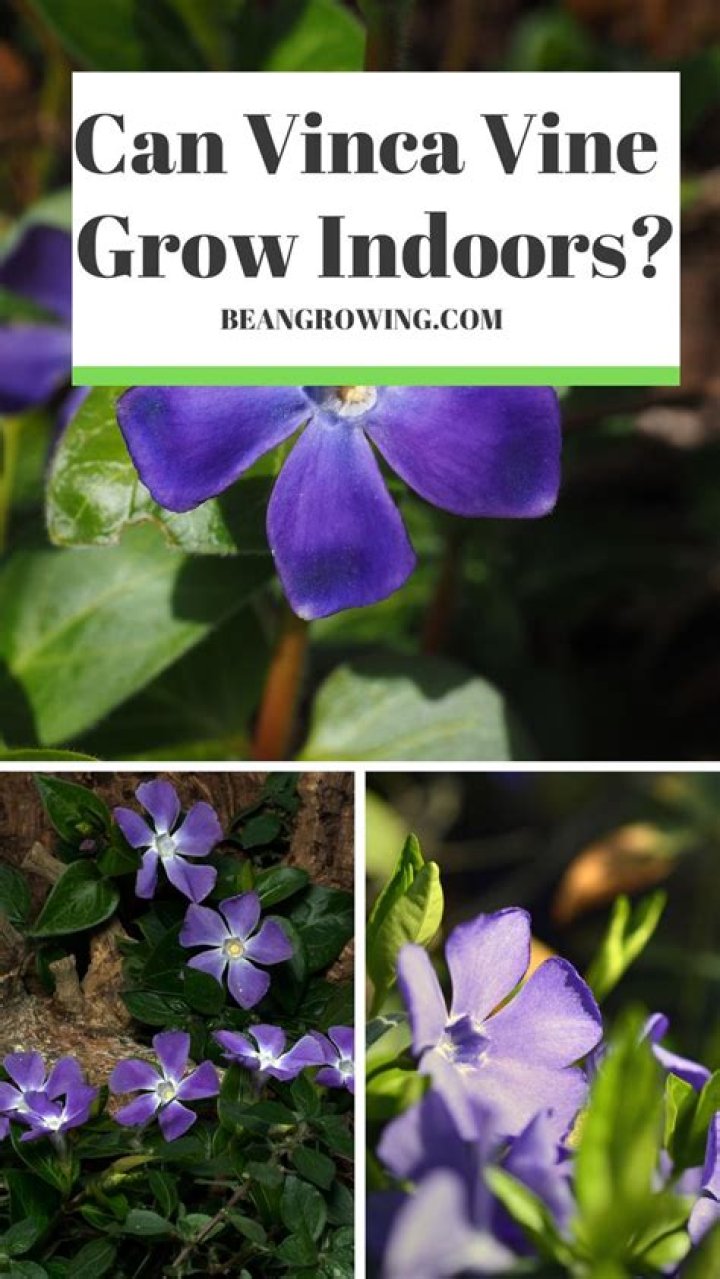 Can you root vinca vine in water?