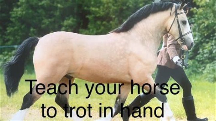 Can you teach a gaited horse to trot?