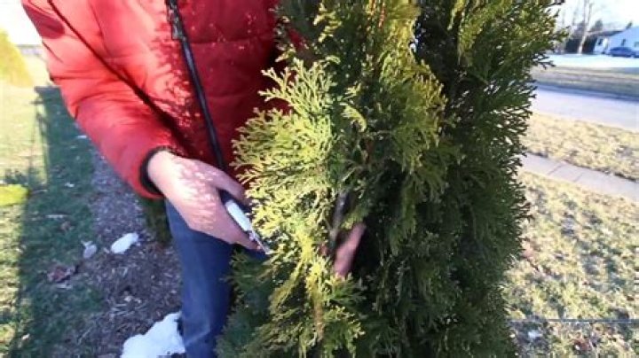 Can you trim thuja?