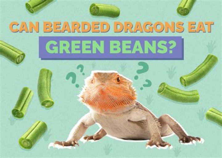 Could bearded dragons eat cilantro?
