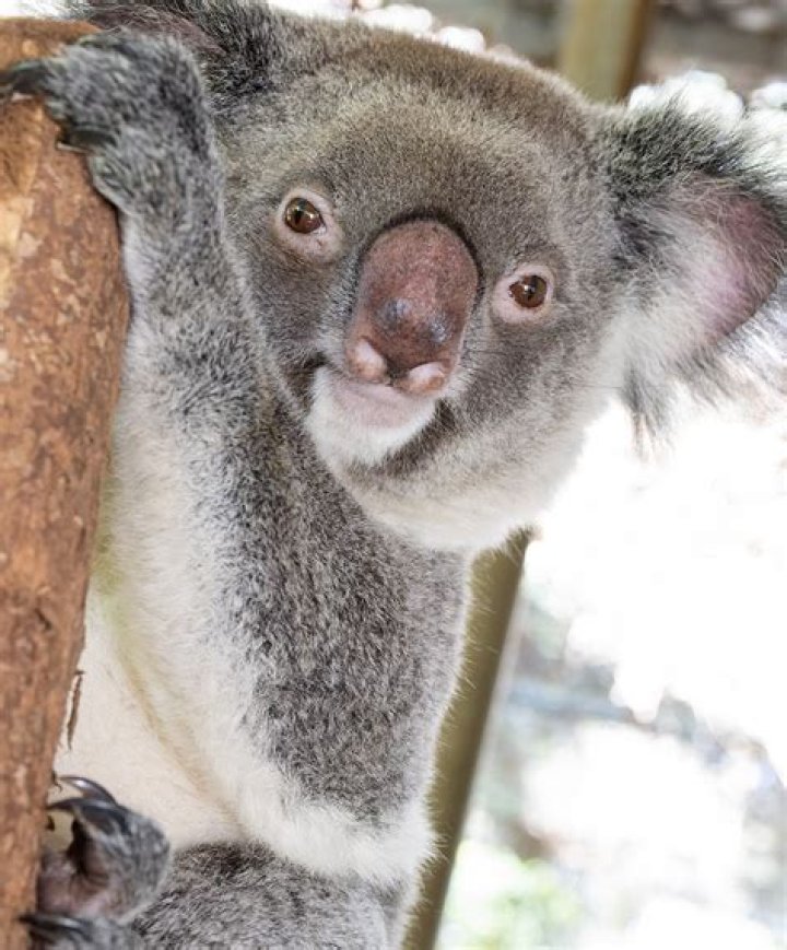 Could koalas live in california?