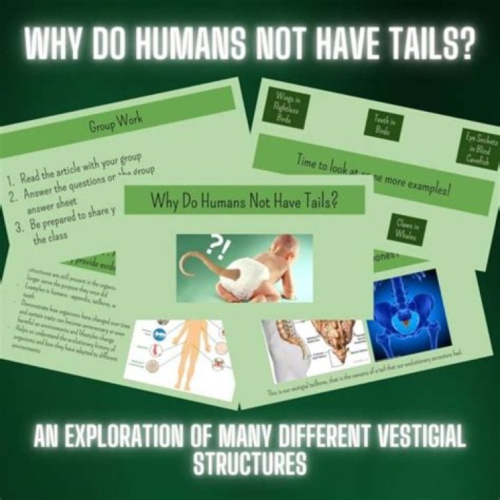 Did humans have tails?