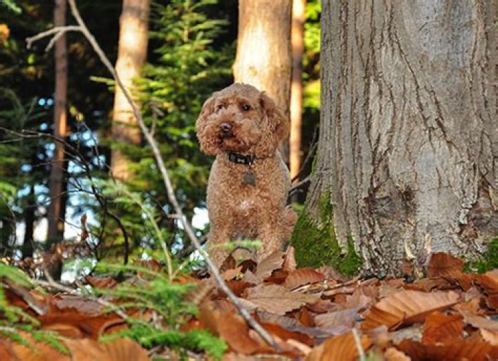 Did poodles used to be hunting dogs?