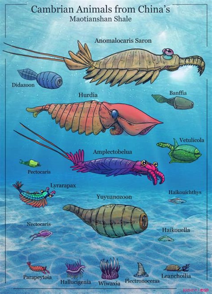 Did the cambrian extinction happen?
