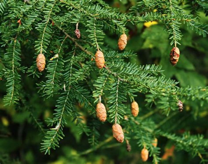 Did the hemlock get a buff?